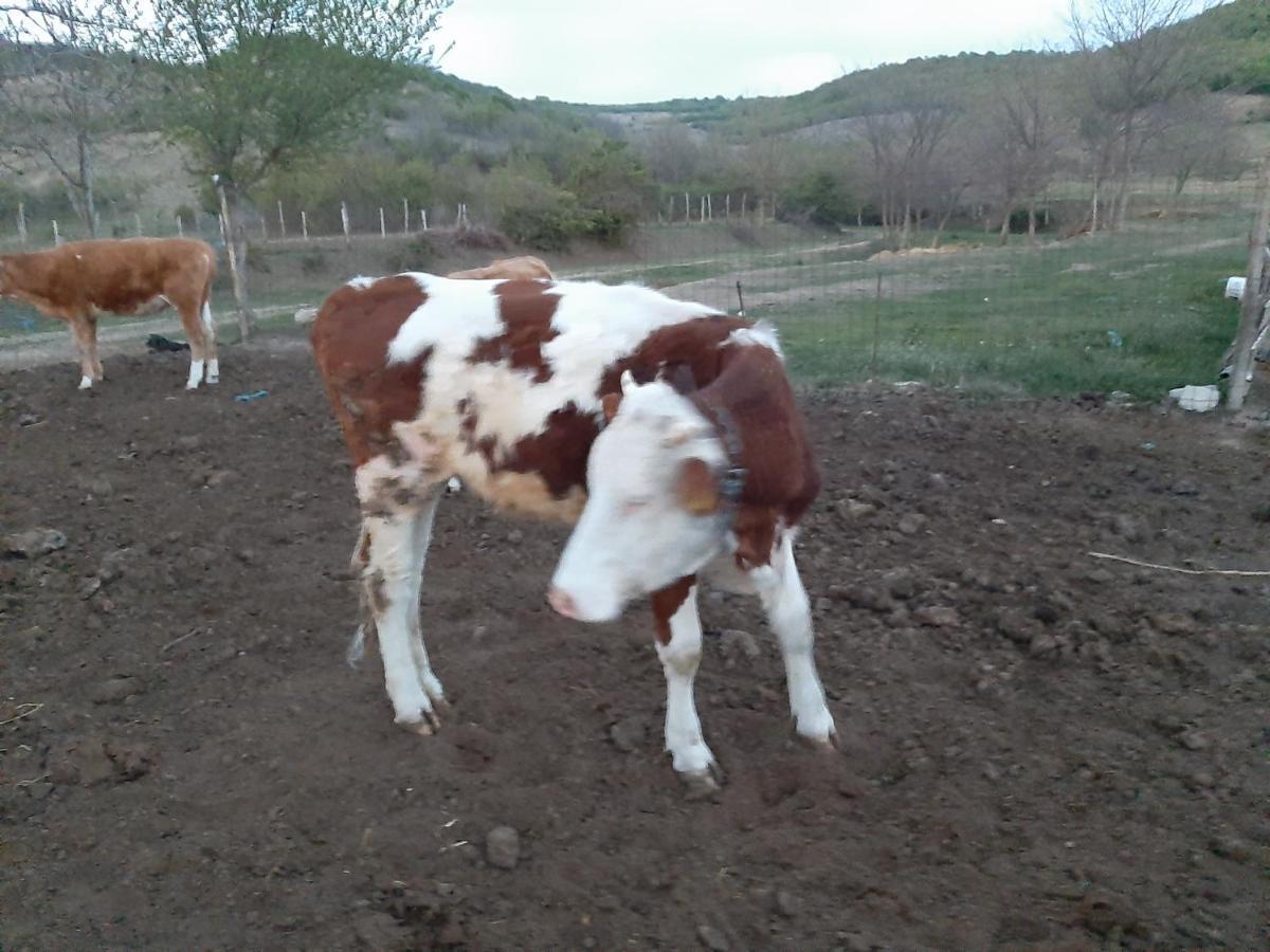 Pensiunea Agroturistica Green Odoba Sătuc Dış mekan fotoğraf