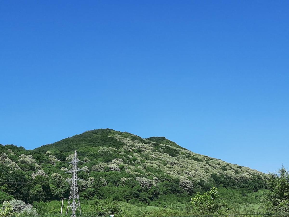 Pensiunea Agroturistica Green Odoba Sătuc Dış mekan fotoğraf