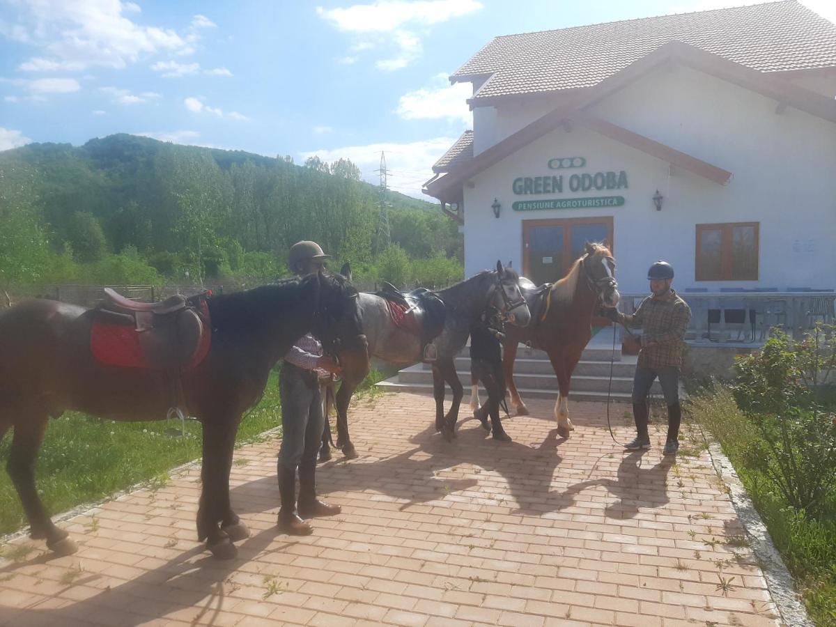 Pensiunea Agroturistica Green Odoba Sătuc Dış mekan fotoğraf