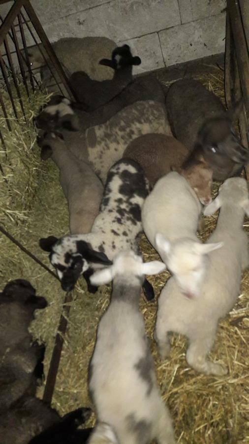 Pensiunea Agroturistica Green Odoba Sătuc Dış mekan fotoğraf