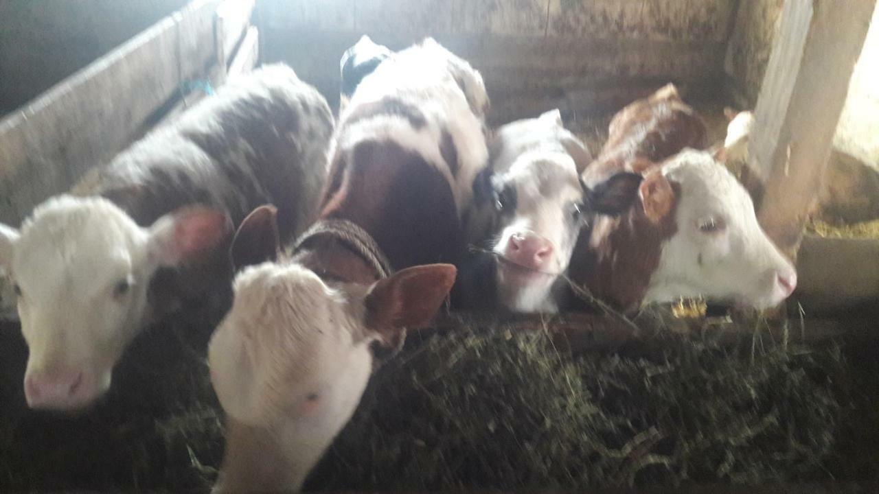 Pensiunea Agroturistica Green Odoba Sătuc Dış mekan fotoğraf